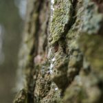 Wanderung im Harz: Achtermann ab Oderbrück