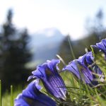 Österreich: Wanderung Enzianhütte