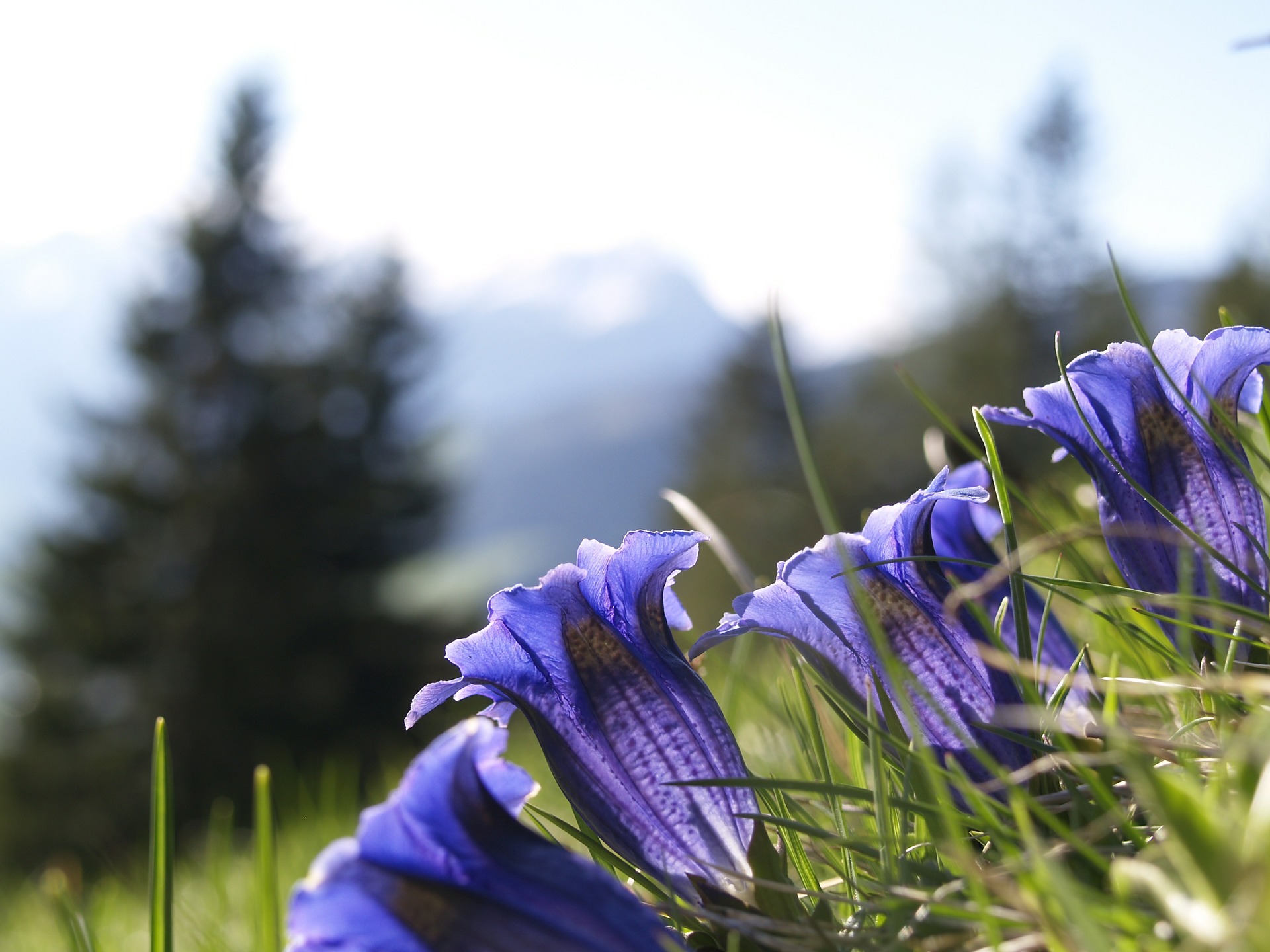 Österreich: Wanderung Enzianhütte