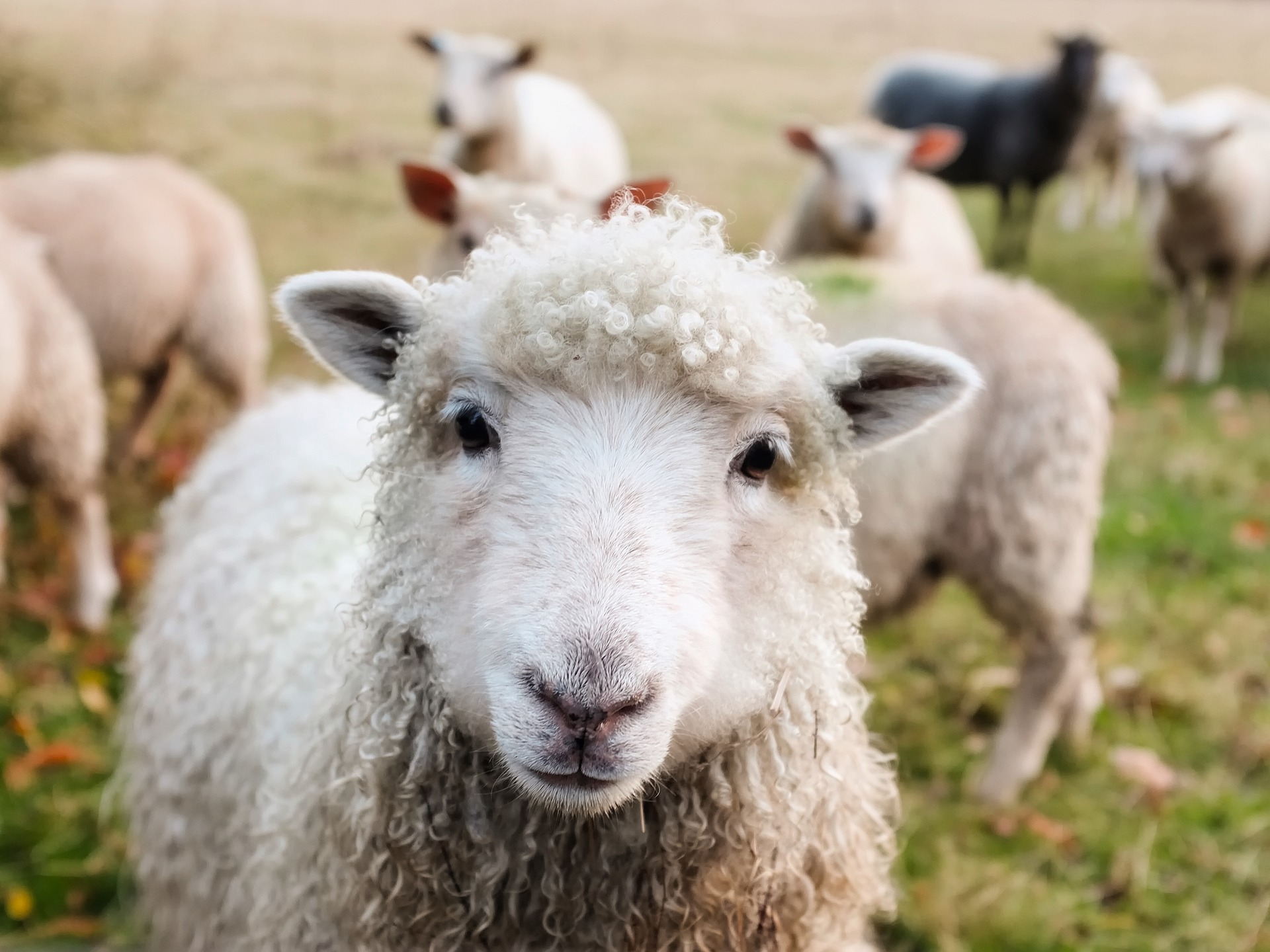 Merino: Die zweite Haut für deine Wandertouren